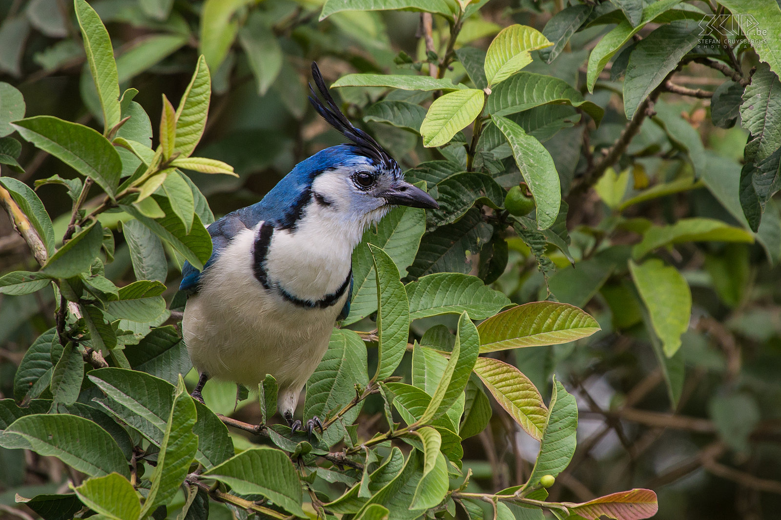 Arenal - White-throated magpie-jay (calocitta formosa) Stefan Cruysberghs